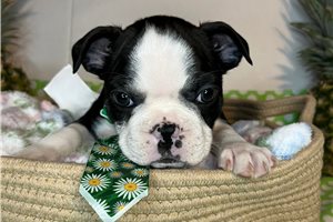 Sonny - Boston Terrier for sale