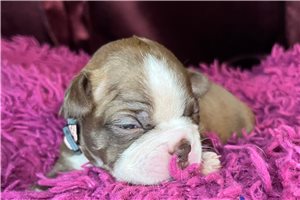 Sadie - Boston Terrier for sale