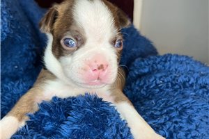 Stone - Boston Terrier for sale