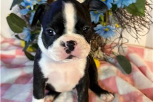 Shyla - Boston Terrier for sale