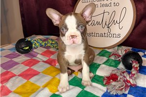 Stone - Boston Terrier for sale