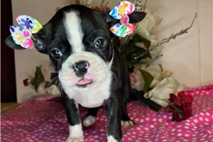 Shyla - Boston Terrier for sale
