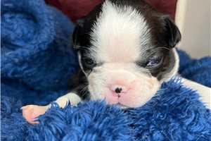 Sonny - puppy for sale