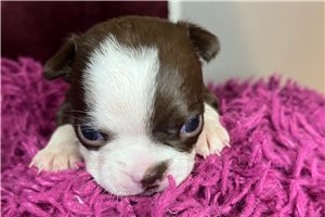 Sarah - puppy for sale