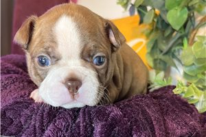 Sadie - Boston Terrier for sale