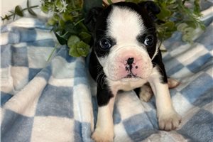 Sonny - Boston Terrier for sale