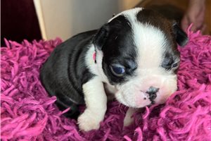 Sonia - puppy for sale