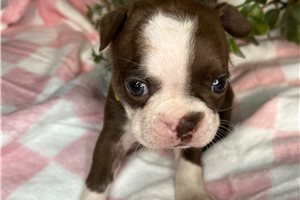 Sarah - Boston Terrier for sale