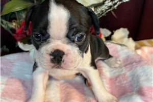 Sonia - Boston Terrier for sale