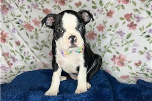Sonny - Boston Terrier for sale