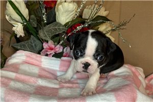 Sonia - Boston Terrier for sale