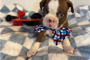Stone - Boston Terrier for sale