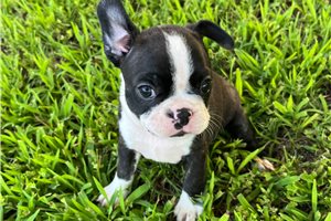 Shyla - Boston Terrier for sale