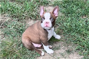Stone - Boston Terrier for sale