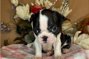 Sonia - Boston Terrier for sale