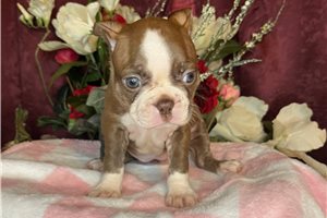 Sadie - Boston Terrier for sale