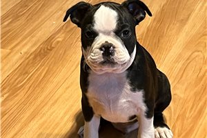 Sonny - Boston Terrier for sale