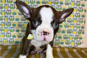 Stone - Boston Terrier for sale