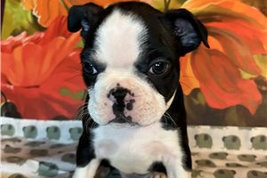 Sonny - Boston Terrier for sale