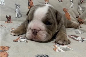 Axel - Bulldog for sale