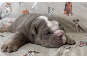 Alexander - Bulldog for sale