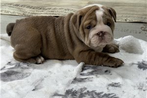 Athena - Bulldog for sale