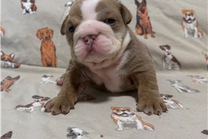 Athena - Bulldog for sale