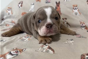 Archie - Bulldog for sale