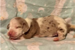 Franklin - puppy for sale