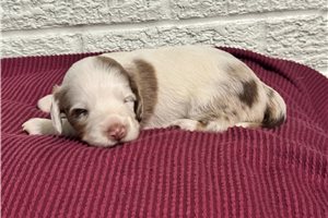 Felicia - Dachshund, Mini for sale