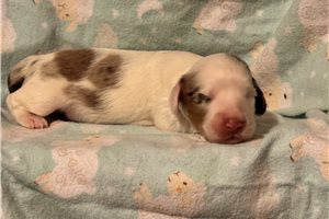 Felicia - Dachshund, Mini for sale