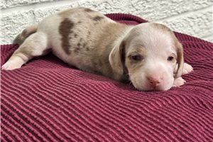 Franklin - Dachshund, Mini for sale