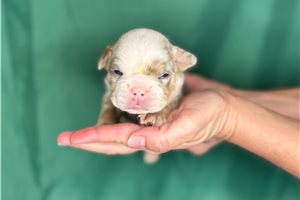 Sabrina - English Bulldog for sale