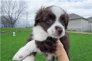 Archie - Aussiedoodle for sale