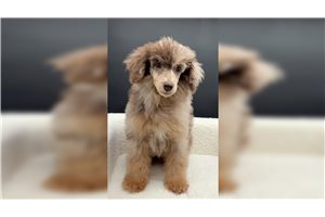 Onaka - Poodle, Miniature for sale