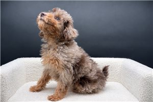 Onaka - Miniature Poodle for sale