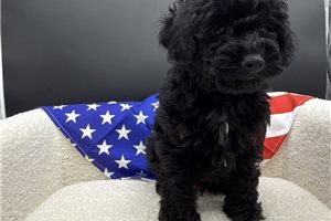 Nougat - Poodle, Toy for sale