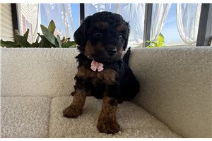 Peanut - Poodle, Toy for sale