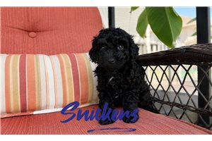 Nougat - Poodle, Toy for sale
