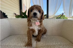 Jelly - Poodle, Toy for sale