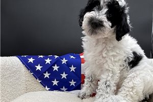 Eclair - Poodle, Toy for sale