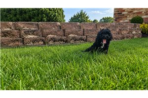 Cocoa - Toy Poodle for sale
