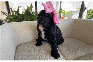 Cocoa - Poodle, Toy for sale