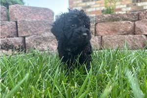 Nougat - Poodle, Toy for sale