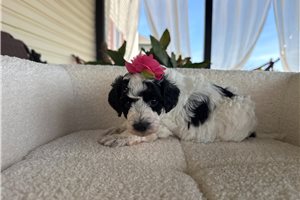 Eclair - Poodle, Toy for sale