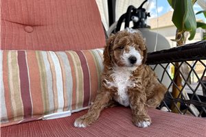 Jelly - Poodle, Toy for sale