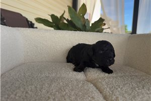 Nougat - puppy for sale