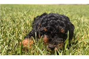 Peanut - Toy Poodle for sale