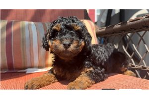 Peanut - Poodle, Toy for sale