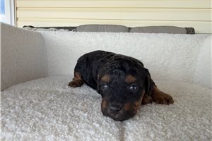 Peanut - puppy for sale